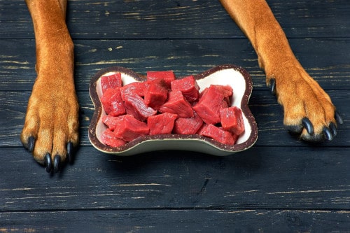 Mięso w diecie psa — wszystko, co musisz wiedzieć