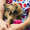 SodaPup Puppy Can Toy Medium różowy - zabawka na smakołyki dla psa